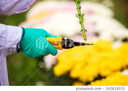Gloved hand cutting chrysanthemum stem with pruning shears in nursery, horticulture gardening, plant trimming, cultivation, agriculture and flower maintenance Gloved hand cutting chrysanthemum stem with pruning shears in nursery, horticulture gardening, plant trimming, cultivation, agriculture and flower maintenance 142618331