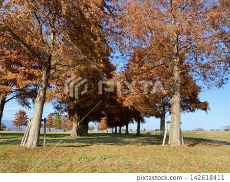琵琶湖畔的杉樹和秋葉美景，滋賀縣 142618411