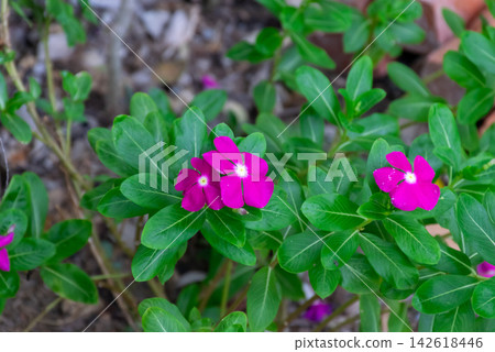 Vibrant pink Madagascar periwinkle flowers blooming among lush glossy green leaves tropical garden showing colorful ornamental plants natural summer growth Vibrant pink Madagascar periwinkle flowers blooming among lush glossy green leaves tropical garden showing colorful ornamental plants natural summer growth 142618446