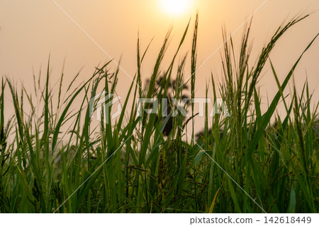 Green rice plants ripening grain illuminated by warm golden sunlight rural field showing tropical agriculture natural growth peaceful countryside harvest season Green rice plants ripening grain illuminated by warm golden sunlight rural field showing tropical agriculture natural growth peaceful countryside harvest season 142618449