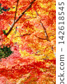 秋葉變紅、變橙、變黃 142618545