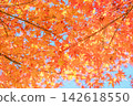 閃耀在藍天的紅色秋葉 142618550