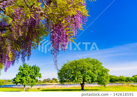 [Gunma Prefecture] Wisteria at Tatarasuma Park 142618591