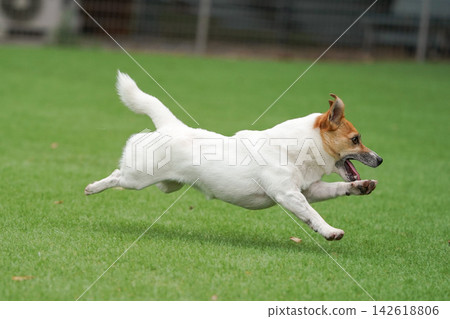 一隻傑克羅素梗犬在狗公園裡精力充沛地追逐著一個球。 142618806
