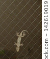 Gecko at night 142619019