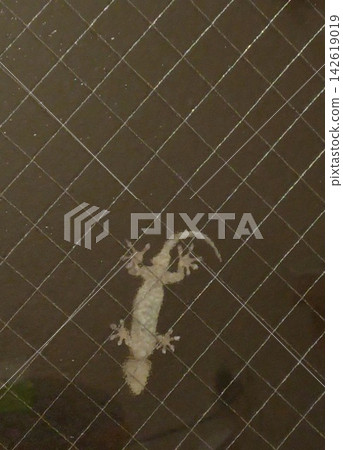 Gecko at night 142619019