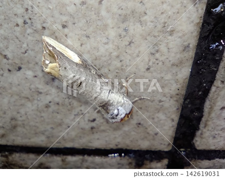 Moth 142619031