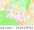 Tricyrtis macropoda (afw20260830080701) 142619032
