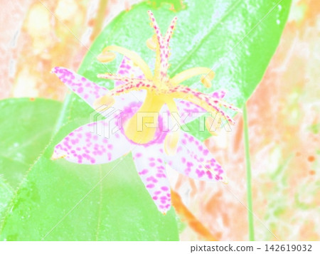 Tricyrtis macropoda (afw20260830080701) Tricyrtis macropoda (afw20260830080701) 142619032