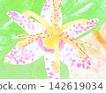 Japanese toad lily (afw20260830080905) 142619034