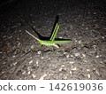Grasshoppers at night 142619036