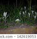 Mushrooms at night 142619053