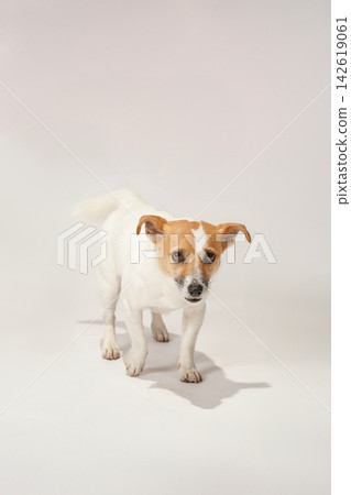 A portrait of a Jack Russell Terrier against a white background. A portrait of a Jack Russell Terrier against a white background. 142619061