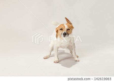 A portrait of a Jack Russell Terrier against a white background. A portrait of a Jack Russell Terrier against a white background. 142619063