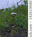 Mushrooms at lunchtime 142619080