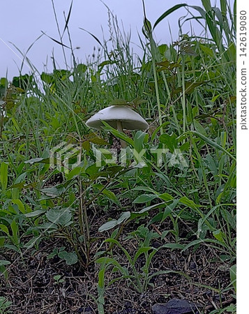 Mushrooms at lunchtime Mushrooms at lunchtime 142619080