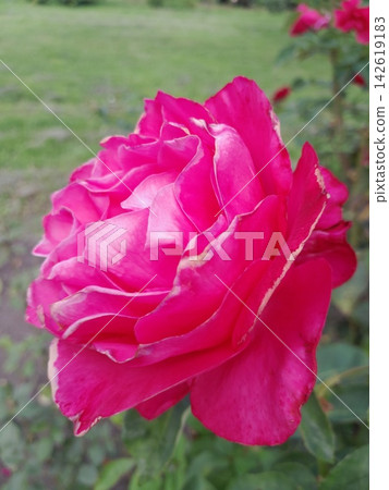 Close-Up of Blooming Rose Flower on the Bush in Summer Garden Close-Up of Blooming Rose Flower on the Bush in Summer Garden 142619183