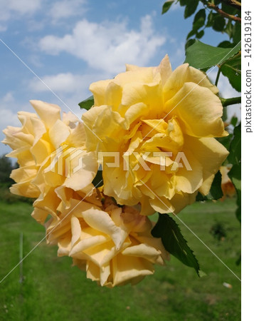 Close-Up of Blooming Rose Flower on the Bush in Summer Garden 142619184