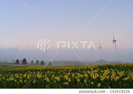 Sunflower fields and windmills in the misty, wind-blown highlands of Konan-cho, Koriyama City, against the backdrop of the rising sun. Sunflower fields and windmills in the misty, wind-blown highlands of Konan-cho, Koriyama City, against the backdrop of the rising sun. 142619226