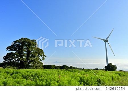 A windmill in the cosmos field at Nunobiki Wind Plateau in Konan-cho, Koriyama City A windmill in the cosmos field at Nunobiki Wind Plateau in Konan-cho, Koriyama City 142619254