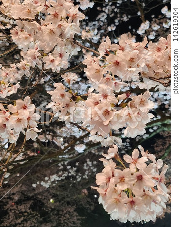 夜幕下的櫻花,櫻花美景 夜幕下的櫻花,櫻花美景 142619304