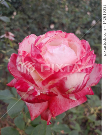 Close-Up of Blooming Rose Flower on the Bush in Summer Garden Close-Up of Blooming Rose Flower on the Bush in Summer Garden 142619352