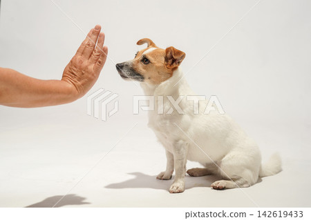 A Jack Russell Terrier learns to "stay" using its owner's hand signals. A Jack Russell Terrier learns to "stay" using its owner's hand signals. 142619433