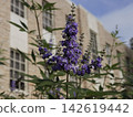 Purple Flowers Near Cherokee County Courthouse in Rusk TX 142619442