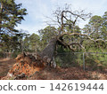 Fence Damaged From Tree Falling During Storm 142619444