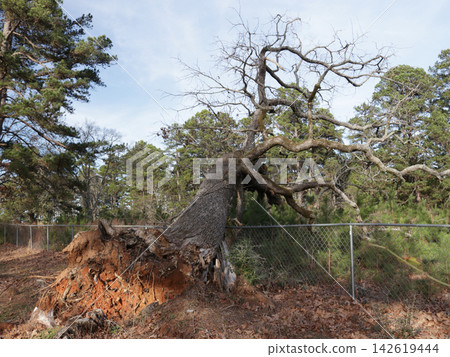 Fence Damaged From Tree Falling During Storm 142619444