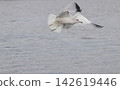Ring-billed gull at Lake Tyler Marina In East Texas 142619446