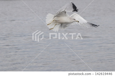Ring-billed gull at Lake Tyler Marina In East Texas Ring-billed gull at Lake Tyler Marina In East Texas 142619446