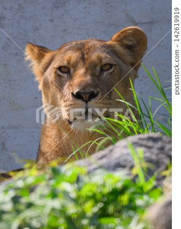 A fierce female lion from the front A fierce female lion from the front 142619919