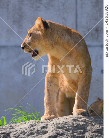 雌獅環顧四周的側臉。 雌獅環顧四周的側臉。 142619920