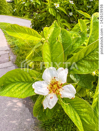 A flower of the common medlar, Mespilus germanica A flower of the common medlar, Mespilus germanica 142619936