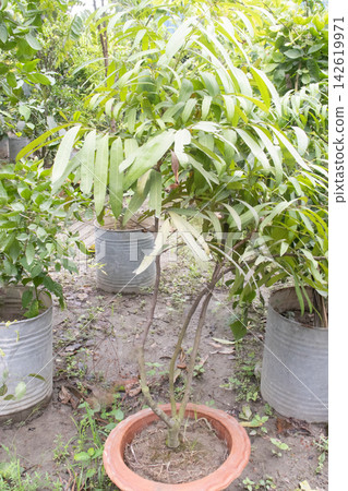 Lepisanthes fruticosa, Chamaliang, Luna Nut fruit plant on pot Lepisanthes fruticosa, Chamaliang, Luna Nut fruit plant on pot 142619971