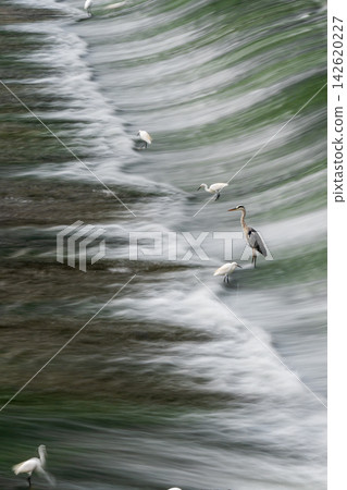 At dusk, the beauty of the river flowing through the Shiraishi Weir and the waterfowl dance the egret. At dusk, the beauty of the river flowing through the Shiraishi Weir and the waterfowl dance the egret. 142620227