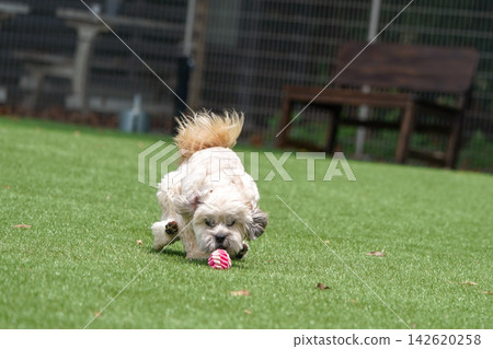 一隻馬爾濟斯犬和西施犬的混血狗在狗公園裡全速奔跑,追逐一個球。 一隻馬爾濟斯犬和西施犬的混血狗在狗公園裡全速奔跑,追逐一個球。 142620258