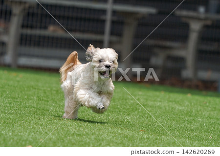 A Maltipoo and Shih Tzu mix dog sprints at full speed in the dog park, chasing a ball. A Maltipoo and Shih Tzu mix dog sprints at full speed in the dog park, chasing a ball. 142620269