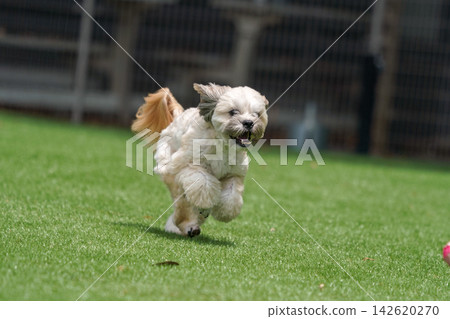 一隻馬爾濟斯犬和西施犬的混血狗在狗公園裡全速奔跑,追逐一個球。 一隻馬爾濟斯犬和西施犬的混血狗在狗公園裡全速奔跑,追逐一個球。 142620270