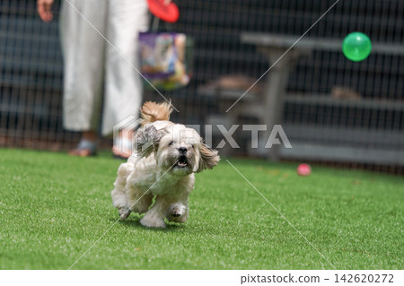 一隻馬爾濟斯犬和西施犬的混血狗在狗公園裡全速奔跑,追逐一個球。 一隻馬爾濟斯犬和西施犬的混血狗在狗公園裡全速奔跑,追逐一個球。 142620272