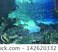 A coral reef and a sea teeming with tropical fish. 142620332