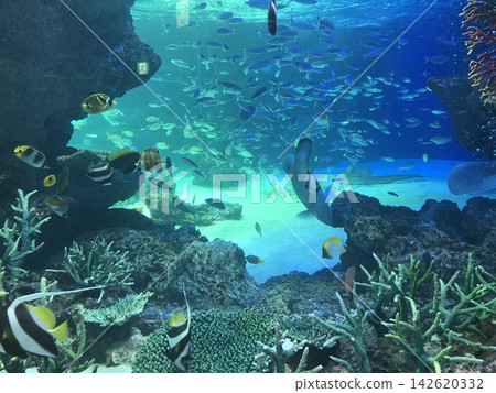 A coral reef and a sea teeming with tropical fish. 142620332