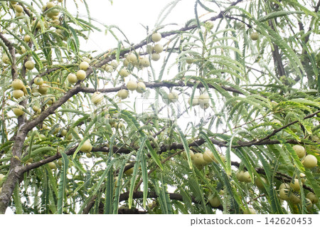 Indian gooseberry on tree in farm Indian gooseberry on tree in farm 142620453