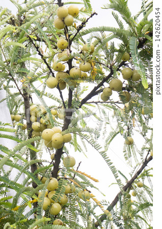 Indian gooseberry on tree in farm Indian gooseberry on tree in farm 142620454