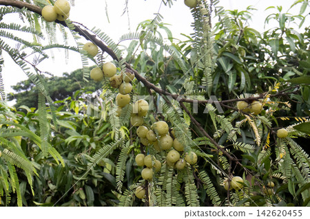 Indian gooseberry on tree in farm Indian gooseberry on tree in farm 142620455