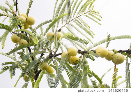 Indian gooseberry on tree in farm Indian gooseberry on tree in farm 142620456