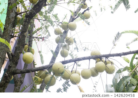 Indian gooseberry on tree in farm Indian gooseberry on tree in farm 142620458