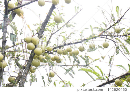 Indian gooseberry on tree in farm 142620460