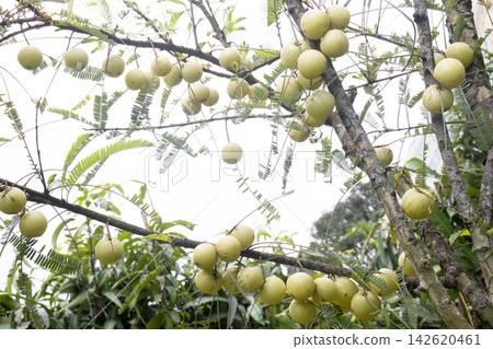 Indian gooseberry on tree in farm Indian gooseberry on tree in farm 142620461